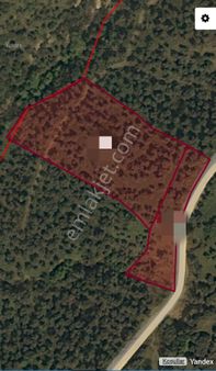 Söke Kaykıllı Köyünde Satılık İki Zeytinlik