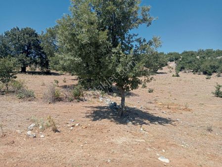 Komutanemlaktan Durmuşlarda 8 Dekar Tarla