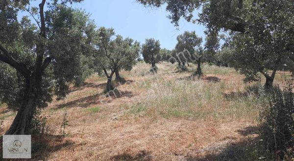 Mustafalıda Göl Manzaralı 3.895 M² Zeytinlik 3 Parsel Fırsat!