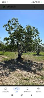 Aydın Germencik Dereköy Mah Satılık İncir Bahçesi