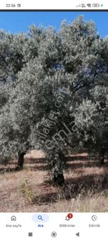 Aydın Germencik Balatçık Mah. Satılık Zeytinlik