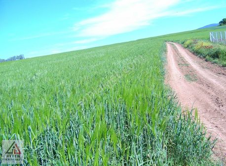 Bileçik Osmaneli Borçak Köy Yanı 5350 M2 Tarla