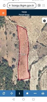 Köye Yakın 6.263 M² Hesaplı Zeytin Tarlası