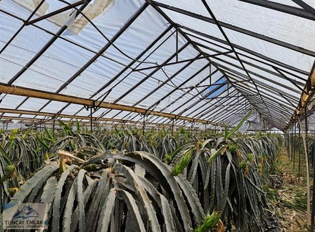 Devren Kiralık Ejder Meyvesi Sera Bahcesi 3200 Metre İçinde