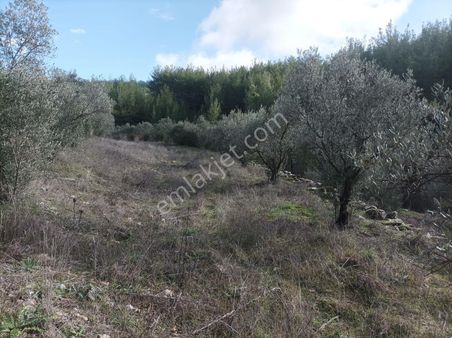 Muğla Yatağan Da Uygun Fiyatlı Tarla