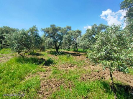 Pirlibey Mahallesinde Satılık Zeytinlik