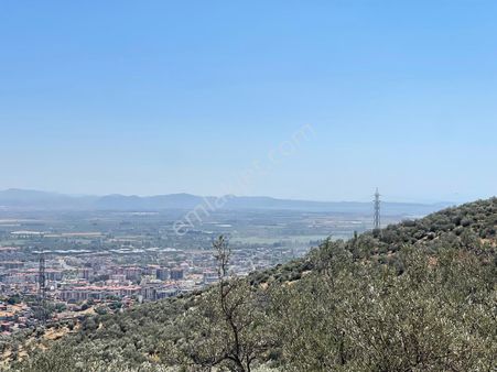 Buse Emlaktan Edremit Hekimzade Mahallesinde Deniz Manzaralı Zeytinlik