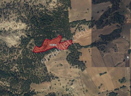 Honaz Aydınlarda Satılık Tarla