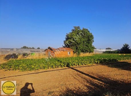 Turpa Sönmezden Anayola Yakın Satılık Tarla