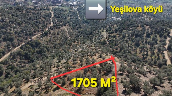 Tek Tapu Yola Cepheli Zeytinlik