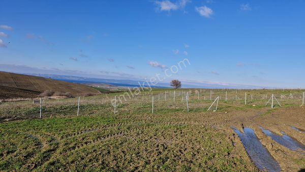 Çanakkale Gelibolu Güneyli'de Deniz Manzaralı Fırsat Satılık Tarla