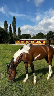 Bahar'dan Nilüfer Ürünlü'de Devren Kiralık At Çiftliği