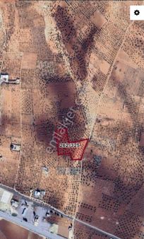 Beymahall Gyo Nizipte Satılık Zeytin Tarlası