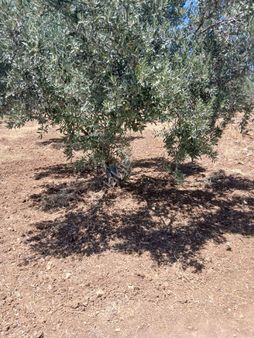 İzmir Torbalı Yazıbaşında 3.800m2 Zeytinlik Satılık