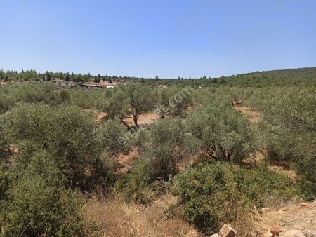 İzmir Torbalı Arslanlar Köyünde 6875 M² Satılık Zeytinlik