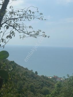 Tirebolu Yılgın Da Denize 500 M Fındık Bahçesi