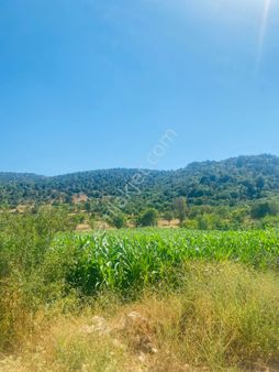 Burdur Ağlasun Hisarköy'de Kadastro Yoluna Sıfır Satılık Tarla
