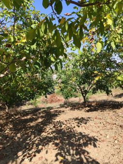 E&f Gayrimenkul'den Acil Satılık Ceviz Bahçesi