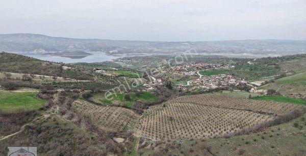 M&ş Gayrimenkulden Satılık Zeytinlik.