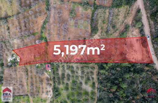 Datça Palamutbükü'nde 5197 M2 İmarlı Arsa Era Zeytin'den