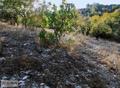 Yayladağı Kışlakta 2 Dönüm Verimli Meyve Bahçesi