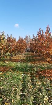 E&f Gayrimenkul'den Deydinler Mahallesinde Şeftali Bahçesi