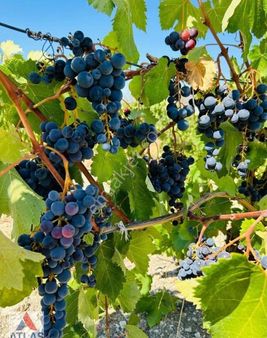 Selendi Akçakertil'de Yatırıma Uygun Eşsiz Tarım Arazisi