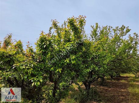 Atlas Gayrimenkul'den 8.mıntıkada 3100 M2 Satılık Eriklik