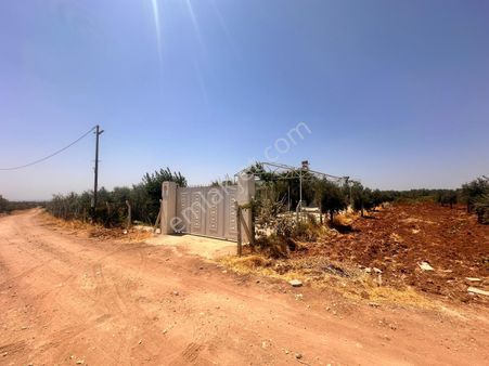 Hadi Gayrimenkul Ve Haritadan Şıh Mansurda Satılık Zeytinlik