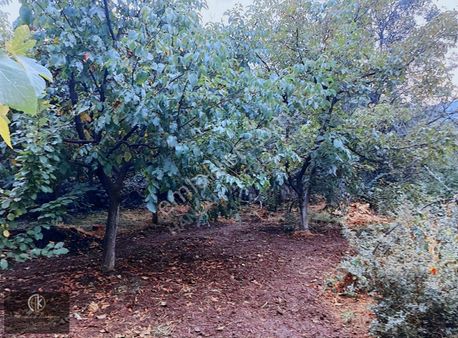 Handan Karasu Gyd' Den Aydın Karacasu' Da Kargir Evli Bahçe