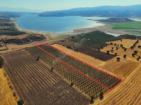 Salihli'de Satılık Baraj Manzaralı 16270 M2 Zeytinlik (video)