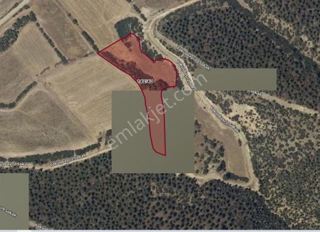 Honaz Yokuşbaşı’nda Satılık Ağaçlık Tarla