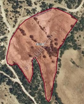 Denizli Pamukkale Kurtluca’da Satılık Dikili Cevizli Tarla