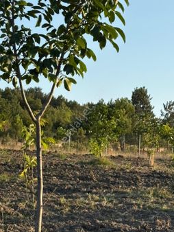 Satılık Muhteşem Ceviz Bahçesi