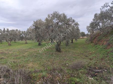 Asfalt Yola 50 Metre Esenköy Arpazda Satılık Bahçe