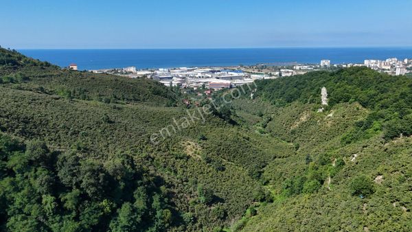 Piraziz Bülbüllü Köyünde Satılık 15 Dönüm Fındık Bahçesi