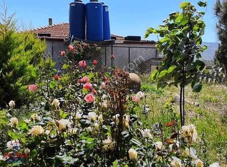 Foça'da Yol, Su, Elektrik İmkanlarına Sahip Satılık Zeytinlik
