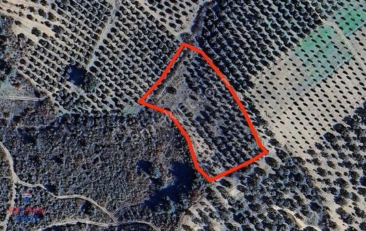 Akhisar Musalar Köyü Tek Tapu Ana Yol Yakını Satılık Zeytinlik