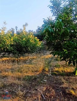 Manisa Gördes'te 92 Dönüm Satılık Tarla