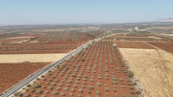 Uyaran79 Gayrimenkulden Yavuzlu Köyünde 650 Ad Yetişkin Fıstık