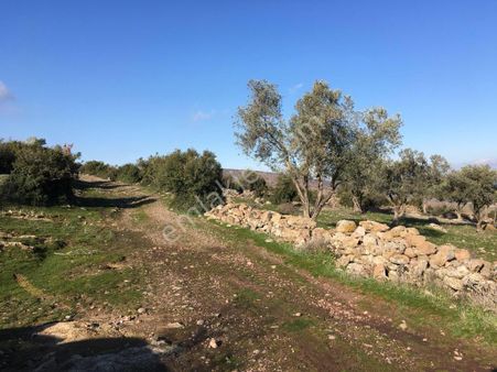 Manisa Şehzadeler De 5 Parça Yatırımlık Zeytinlik 5 Parça Tapulu 44 Dönüm