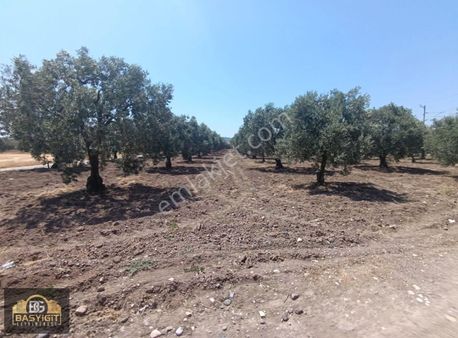 Reşatbeymh.gıda Çarşı Yakını Elektrik,su,ev,12 Dönüm Zeytinlik