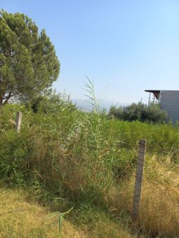 Manisa Kula Satılık Zeytin Ve Badem Tarlası