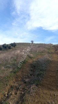 Msnisa Kula Satılık Fıstık Tarlası