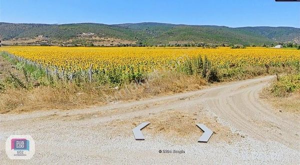 Dialog Söz Den Karacabey Çeşnigir De Yatırımlık Yola Cephe Tarla