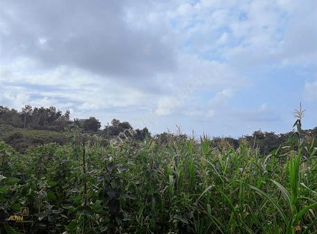 Altın Emlak Trabzon Akyazı'da Satılık Denız Manzaralı Arsa
