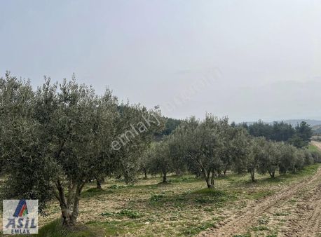 Ahmetli Derici'de Satılık 84.250m2 Zeytinlik