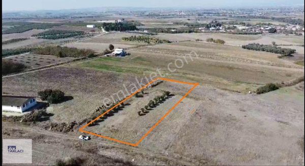 Doğancı'da 17 Ağaçlı Satılık Zeytinlik