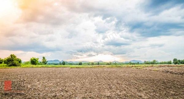 Burdur Kemer'de Lavanta Bahçesi (açıklamayı Okuyunuz)