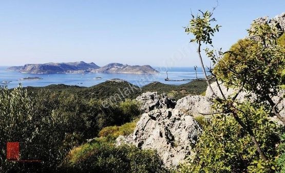 Kaş Bayındır Tek Tapu Limanağzı Manzaralı 67 Dönüm Zeytinlik